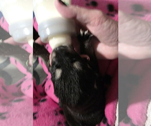 Medium Photo #10 Siberian Husky-Unknown Mix Puppy For Sale in McKinney, TX, USA