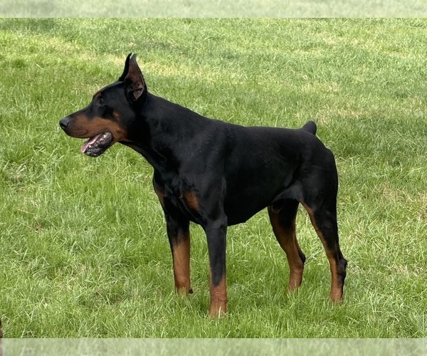 Medium Photo #6 Doberman Pinscher Puppy For Sale in NEWTON, NC, USA