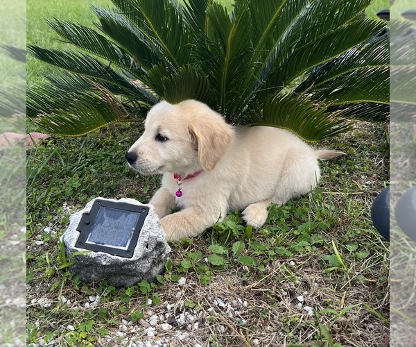 Medium Photo #2 Golden Retriever Puppy For Sale in OCALA, FL, USA