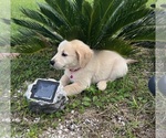 Small #1 Golden Retriever