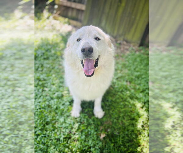 Medium Photo #7 Great Pyrenees Puppy For Sale in Spring, TX, USA