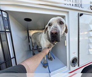 Labrador Retriever-Unknown Mix Dogs for adoption in Houston, TX, USA