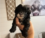 Puppy Skunk Maltipoo (Miniature)