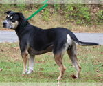 Small #2 Labrador Retriever Mix
