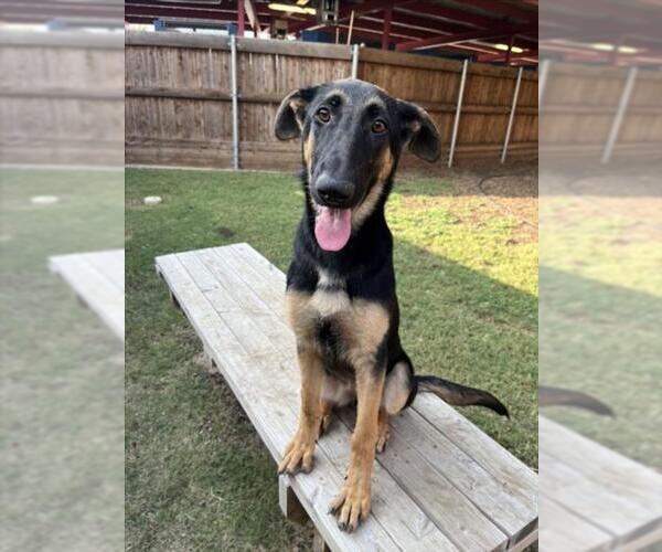 Medium Photo #1 German Shepherd Dog Puppy For Sale in Plano, TX, USA