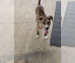 Small #6 Mountain Cur Mix