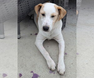 Labrador Retriever-Unknown Mix Dogs for adoption in Doylestown, PA, USA