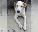 Small Labrador Retriever Mix
