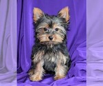 Small Photo #2 Yorkshire Terrier Puppy For Sale in ROCK VALLEY, IA, USA