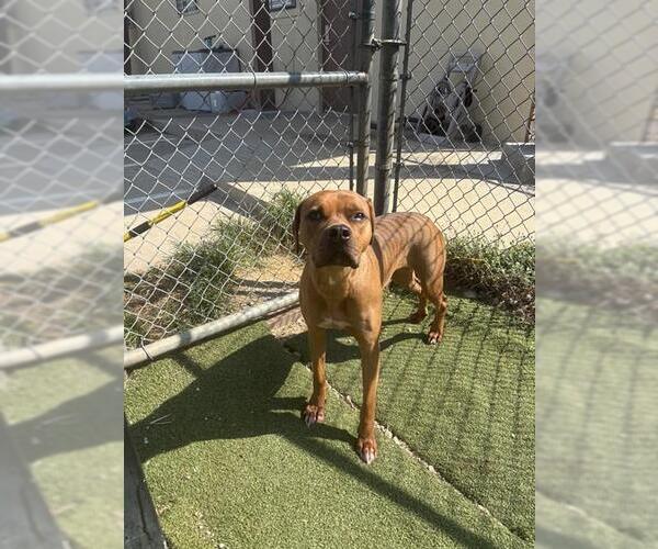 Medium Photo #3 Boxer-Unknown Mix Puppy For Sale in Pasadena, TX, USA