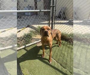 BELLE - Female Boxer-Unknown Mix Dog for Adoption - Photo #3
