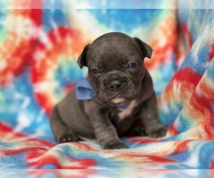 French Bulldog Puppy for sale in LANCASTER, PA, USA