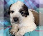 Small Photo #4 Great Pyrenees-Unknown Mix Puppy For Sale in San Diego, CA, USA