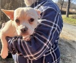 Puppy CKC Skip fixed French Bullhuahua