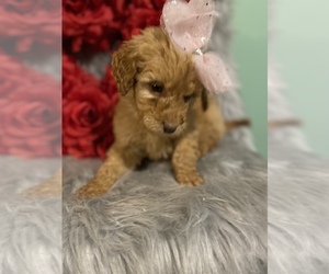 Goldendoodle-Poodle (Standard) Mix Puppy for sale in BEECH GROVE, IN, USA