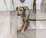 Small #2 Mutt