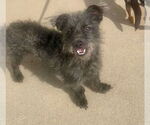 Small Mutt