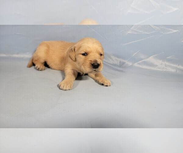Medium Photo #6 Golden Retriever Puppy For Sale in BLACK FOREST, CO, USA
