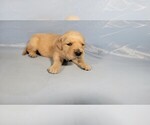 Small Photo #20 Golden Retriever Puppy For Sale in BLACK FOREST, CO, USA