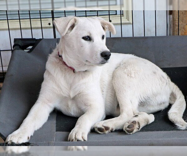 Medium Photo #4 Mutt Puppy For Sale in Hoffman Estates, IL, USA