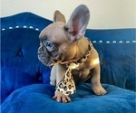 Small #2 French Bulldog