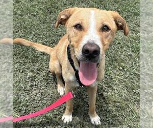 Labrador Retriever Dogs for adoption in San Antonio, TX, USA