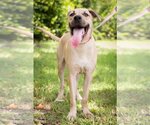 Small Labrador Retriever Mix