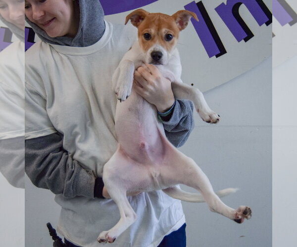 Medium Photo #4 Jack-Rat Terrier Puppy For Sale in Huntley, IL, USA