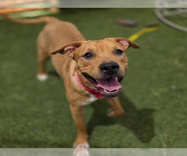 Medium Photo #1 Mutt Puppy For Sale in Las Vegas, NV, USA