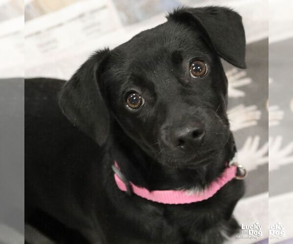 Medium Photo #2 Dachsador Puppy For Sale in Washington, DC, USA