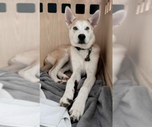 Siberian Husky-Unknown Mix Dogs for adoption in Raleigh, NC, USA