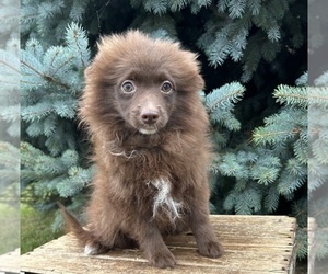 Pomeranian Dog for Adoption in MIDDLEBURY, Indiana USA