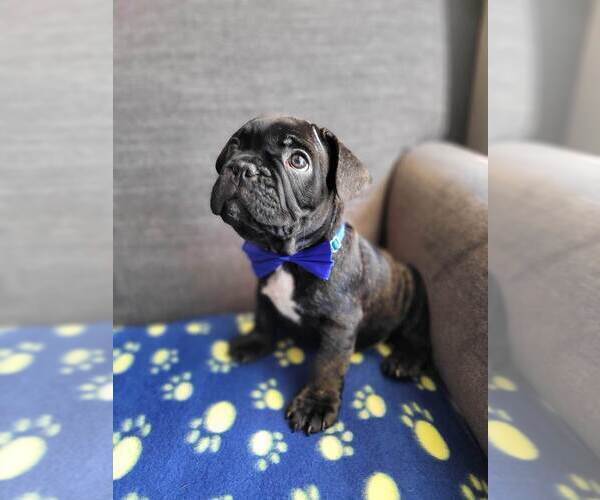Medium Photo #11 French Bulldog Puppy For Sale in FONTANA, CA, USA