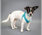 Small Photo #3 Jack Chi Puppy For Sale in Princeton, MN, USA