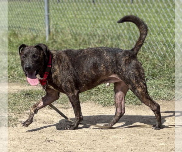 Medium Photo #4 American Pit Bull Terrier-Unknown Mix Puppy For Sale in Virginia Beach, VA, USA