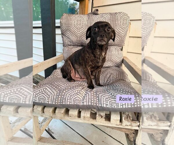 Medium Photo #1 Chug Puppy For Sale in Brewster, NY, USA