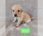 Small Photo #4 Golden Retriever Puppy For Sale in EARLY BRANCH, SC, USA