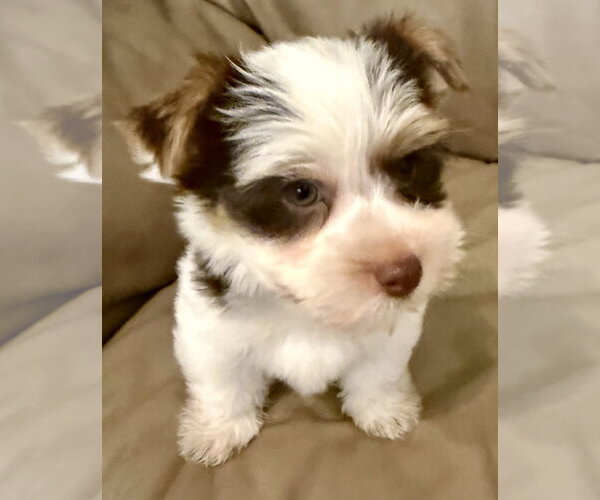 Medium Photo #1 Mutt Puppy For Sale in Boca Raton, FL, USA