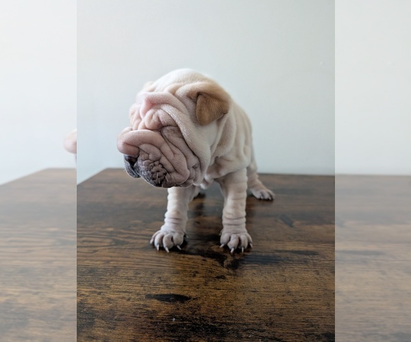 Medium Photo #4 Cocker-Pei Puppy For Sale in MILAN, IL, USA