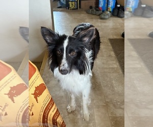 Mother of the Shetland Sheepdog puppies born on 06/27/2025