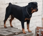 Small Photo #1 Rottweiler Puppy For Sale in ROSEBURG, OR, USA