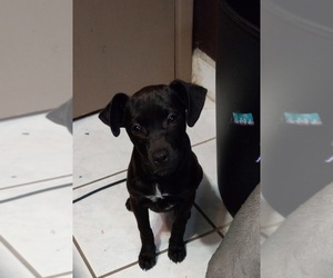 Patterdale Terrier Dogs for adoption in MODESTO, CA, USA