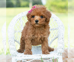 Small #1 Maltipoo (Toy)