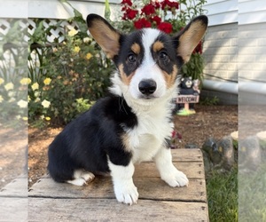 Pembroke Welsh Corgi Puppy for sale in MIDDLEBURY, IN, USA