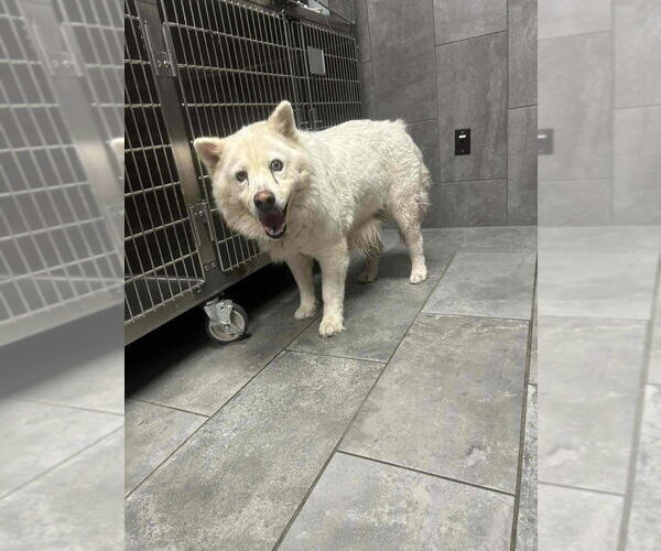 Medium Photo #2 Siberian Husky-Unknown Mix Puppy For Sale in New York, NY, USA