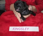 Puppy 1 Pug