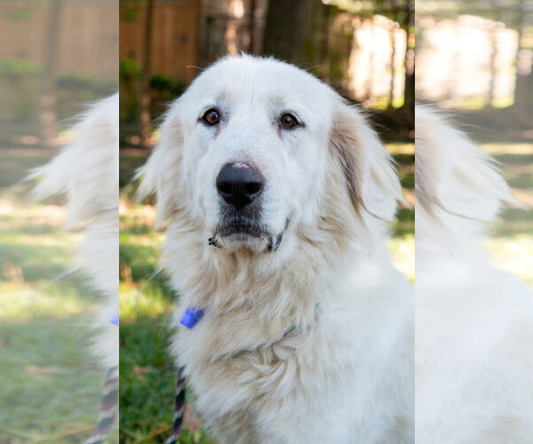 Medium Photo #13 Great Pyrenees Puppy For Sale in Spring, TX, USA