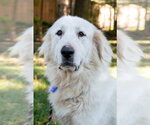 Small #12 Great Pyrenees