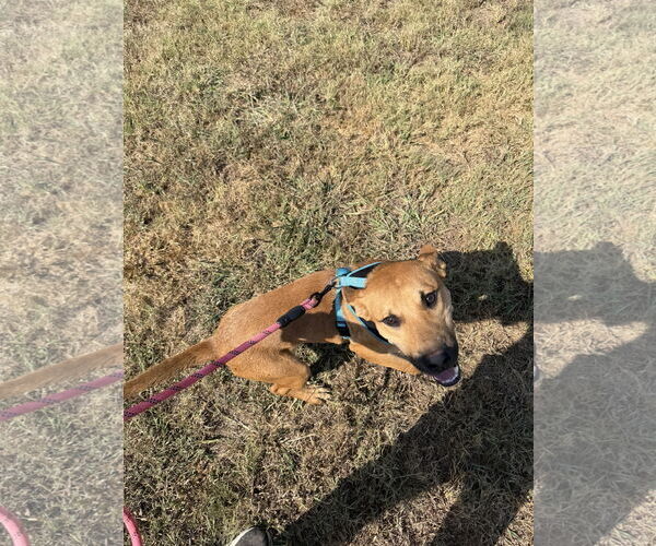 Medium Photo #2 German Shepherd Dog-Unknown Mix Puppy For Sale in Corning, AR, USA