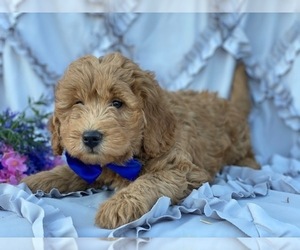 Goldendoodle Puppy for sale in LANCASTER, PA, USA